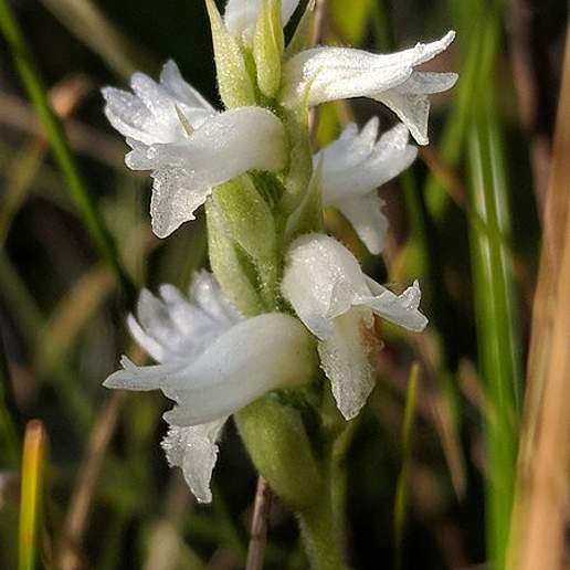 Sphinx Ladies' Tresses