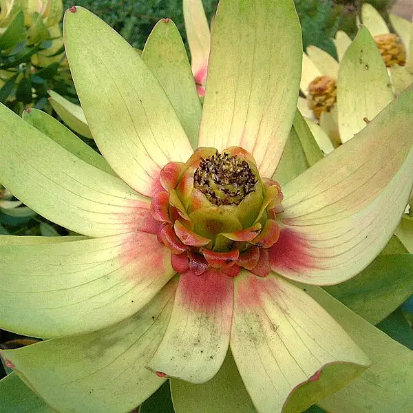 Spicy Conebush