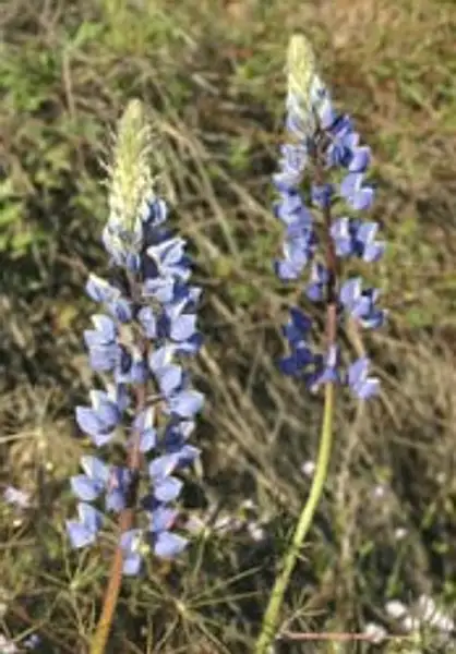 Spider Lupine