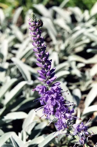 Spiked Speedwell