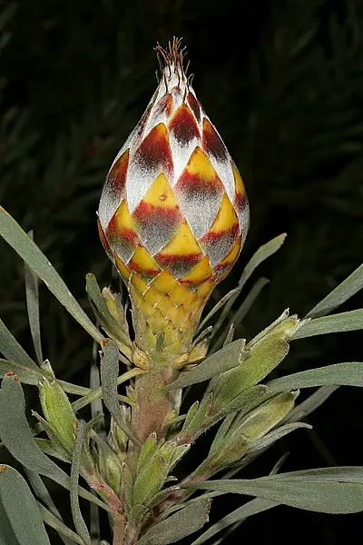 Protea Plumosa