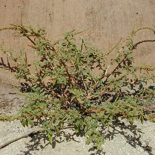 Thorny Pigweed