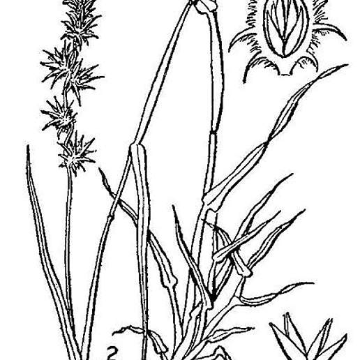 Long Spine Sandbur