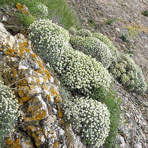 Hormathophylla spinosa