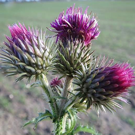 Plumeless Thistle