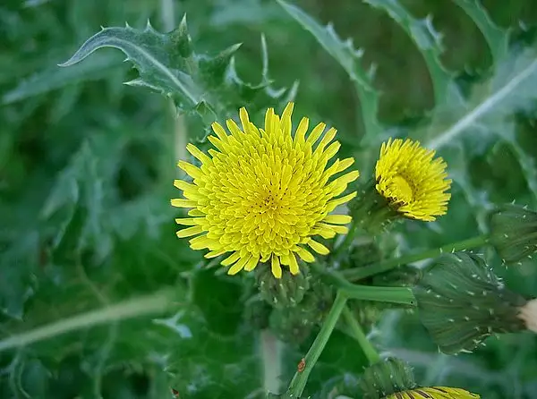 Prickly Sowthistle