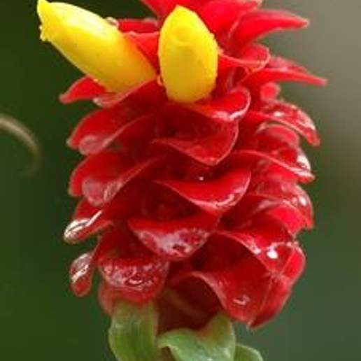 Red Tower Ginger