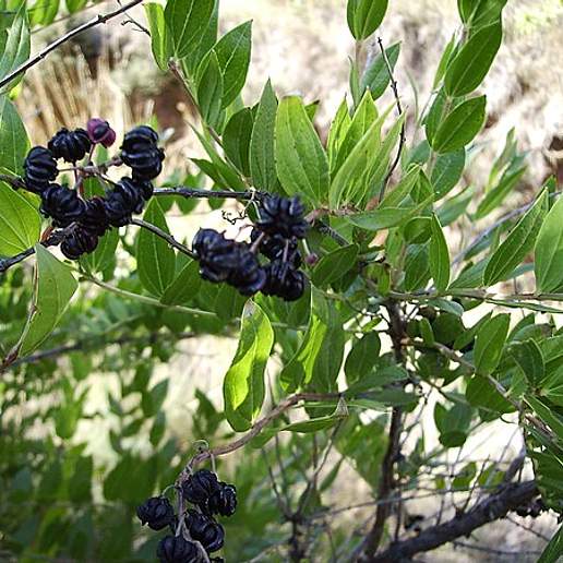 French Sumac