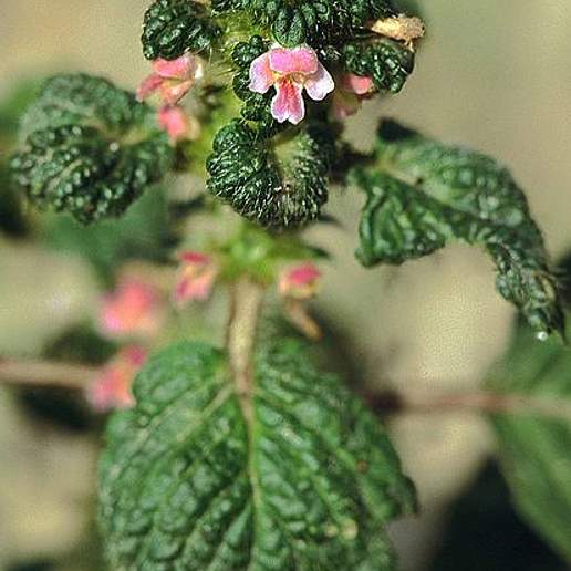 Bifid Hempnettle