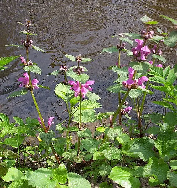 Spotted Henbit