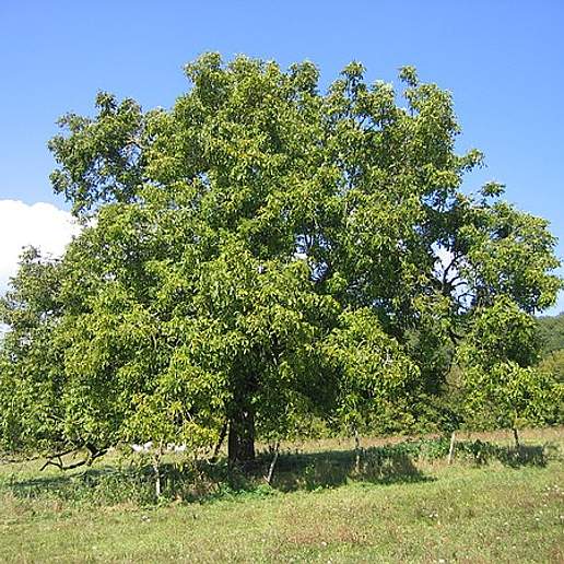 Carpathian Walnut