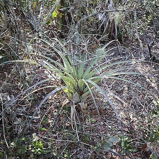 Giant Airplant
