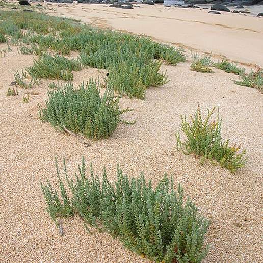 Spreading Alkaliweed