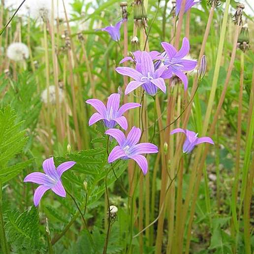 Spreading Bellflower