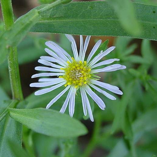Spreading Fleabane