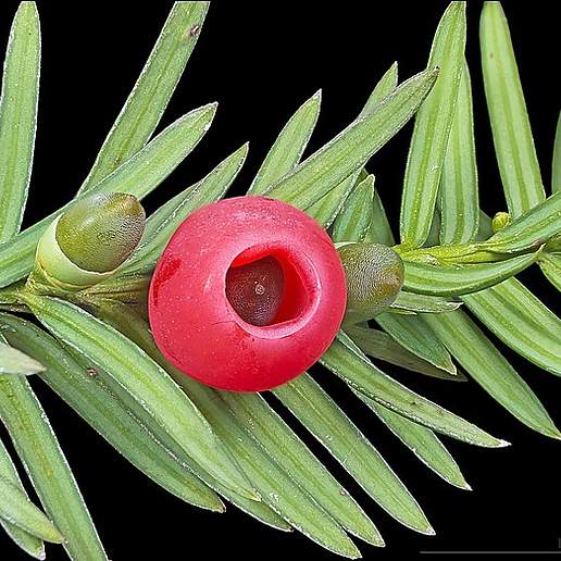 English Yew