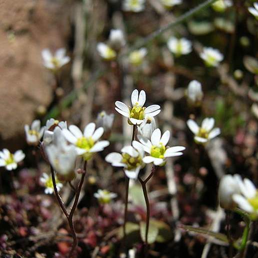 Spring Whitlowgrass