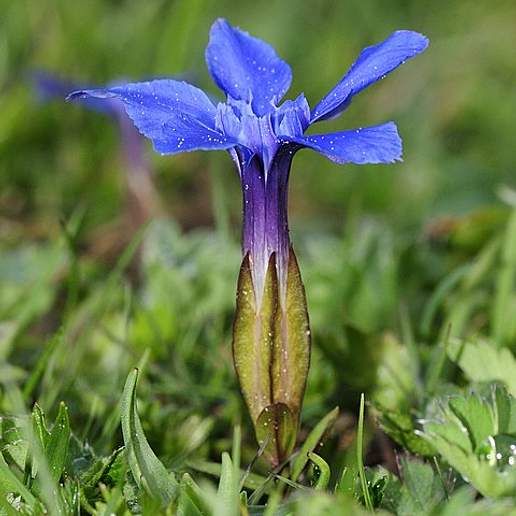Spring Gentian