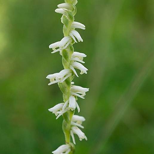 Spring Ladies' Tresses