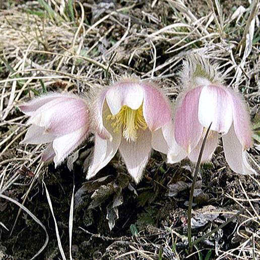Spring Pasqueflower