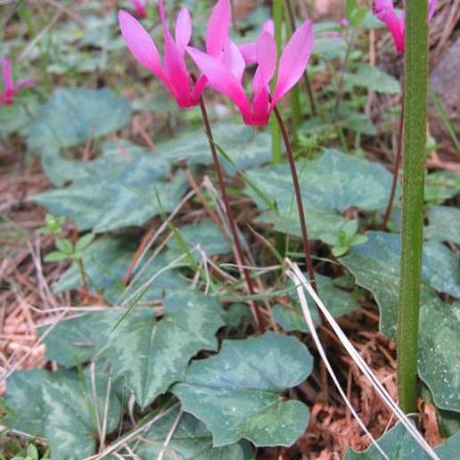 Common Cyclamen
