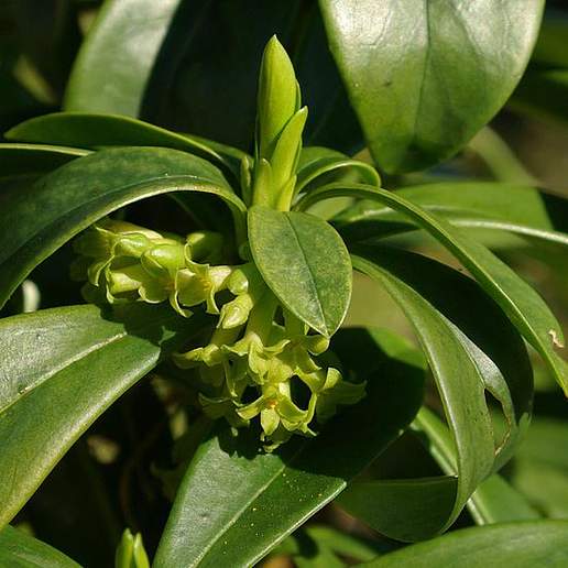Spurge Laurel