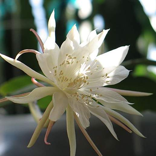 Night Blooming Cereus