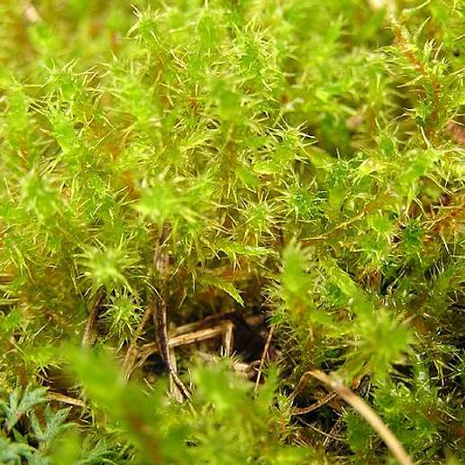 Square Goose Neck Moss