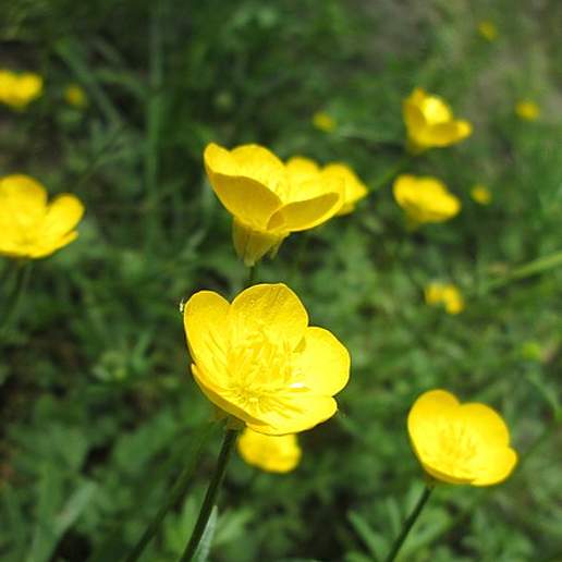 Bulbous Buttercup