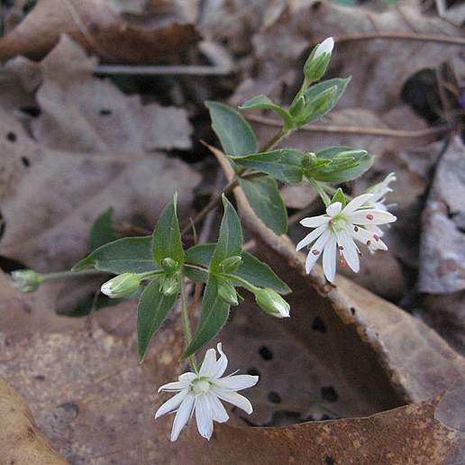 Star Chickweed