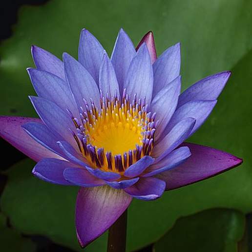 Red And Blue Water Lily