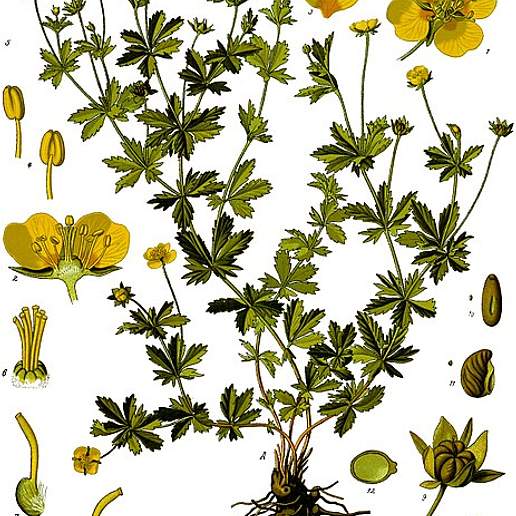 Cinquefoil