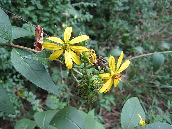 Starry Rosinweed