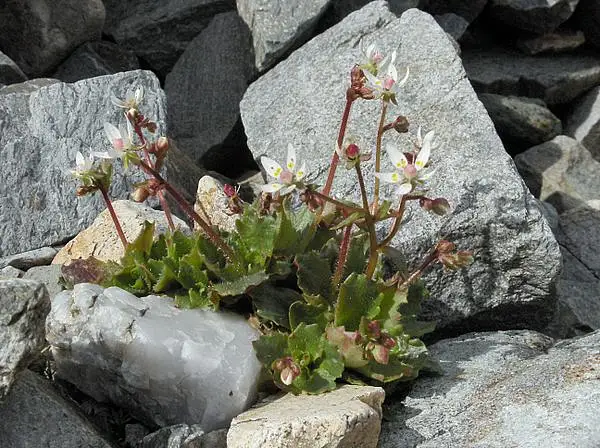 Star Saxifrage
