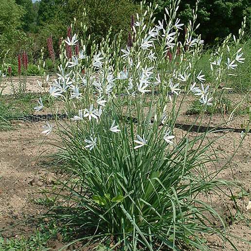 Camassia Leichlinii