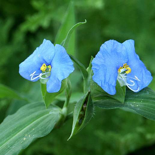 Erect Dayflower