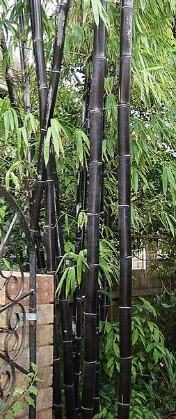 Timor Black Bamboo