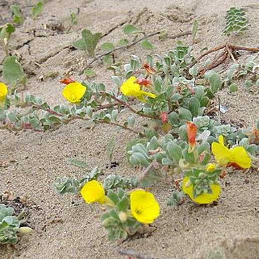 Beach Evening Primrose