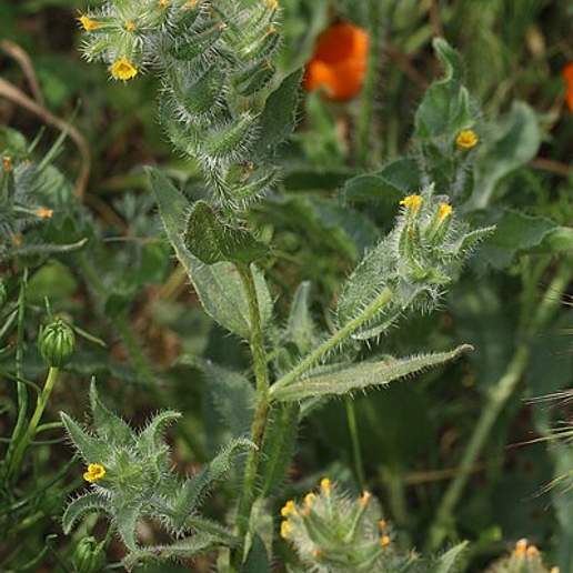 Tessellate Fiddleneck