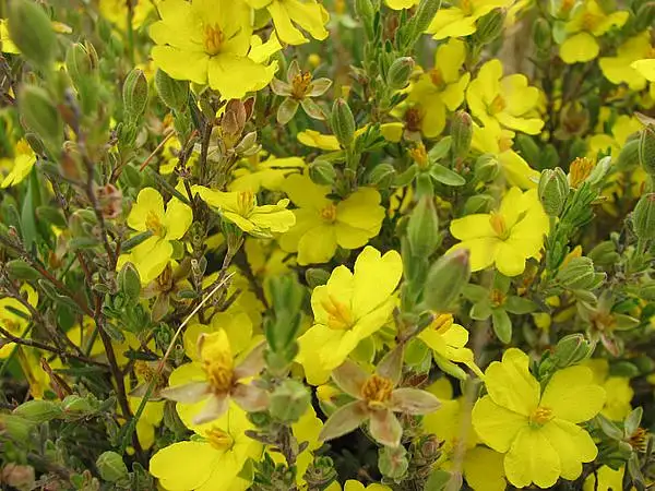 Erect Guinea Flower