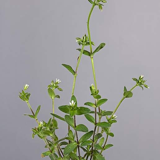 Sticky Mouse Ear Chickweed