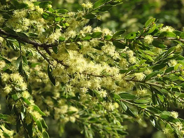 Sticky Wattle
