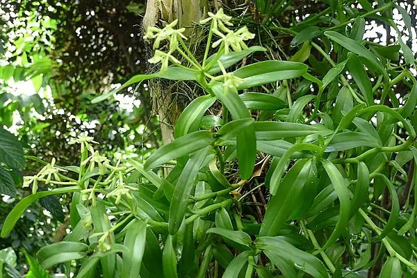 Stiff Flower Star Orchid