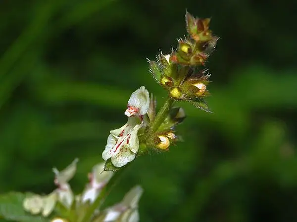Perennial Yellow Woundwort