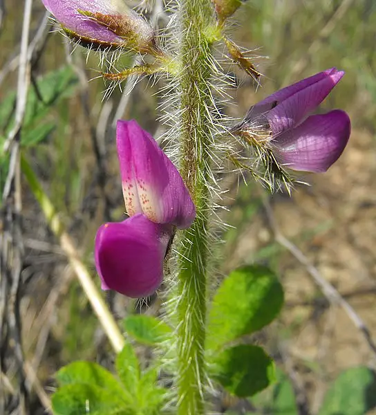 Stinging Lupine