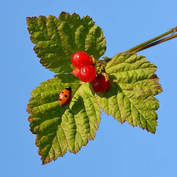 Greenland Thornless Blackberry