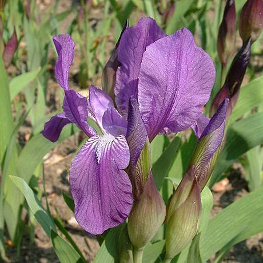 Stool Iris