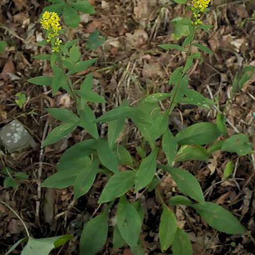 Stout Goldenrod