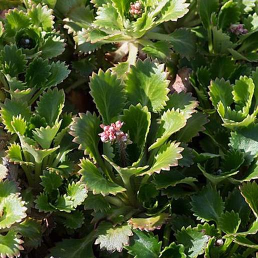 St Patrick's Cabbage