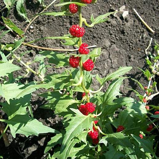 Strawberry Goosefoot